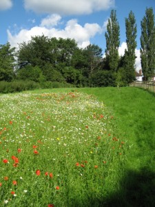 wf meadow & orchard